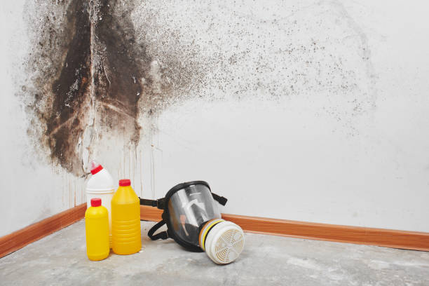 Best Emergency Mold Remediation in Gower, MO