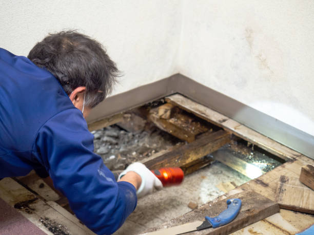 Best Insurance-Related Mold Remediation in Gower, MO