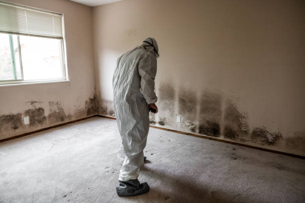 Best Localized Mold Remediation (e.g., coastal areas, humid climates) in Gower, MO