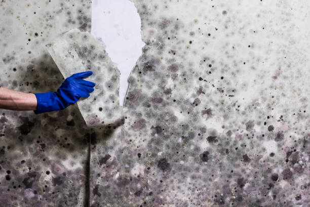Best Basement Mold Remediation in Gower, MO