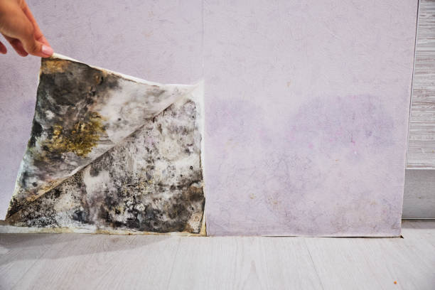 Best Preventive Mold Services in Gower, MO